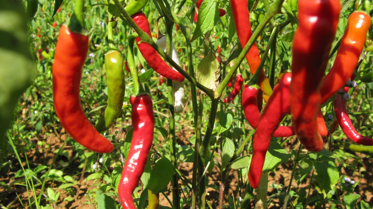 ¿Sabías que la comida picante te hace sentir mejor?